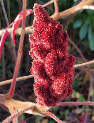 Image of Fuzzy Sumac