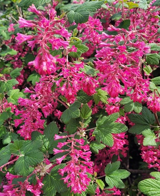 Image of Redflower Currant