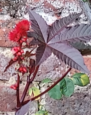 Image of Castor Bean