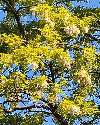 Image of Black Locust