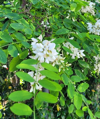 Black Locust