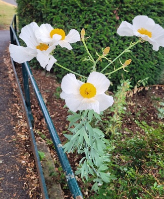Image of CaliforniaTree Poppy
