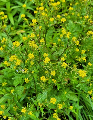 Image of Bog Yellowcress