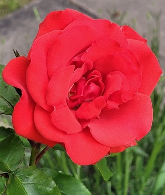 Image of Rose