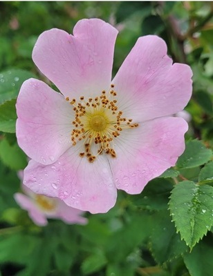 Image of Dog Rose