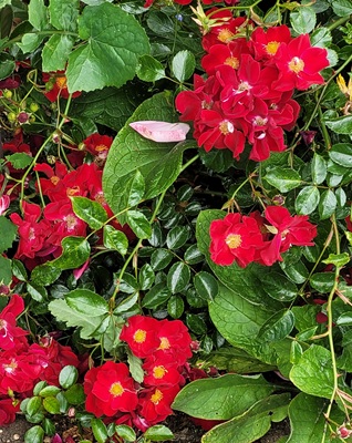 Image of Alpine Rose