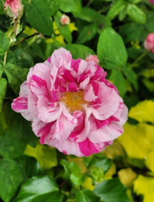 Image of French Rose