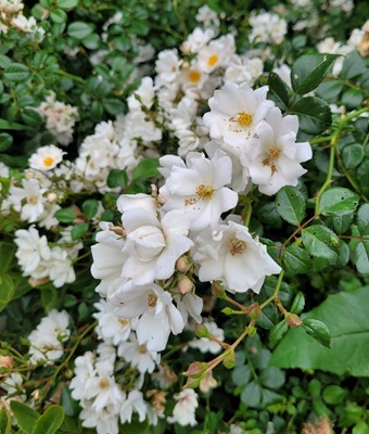Image of Evergreen Rose
