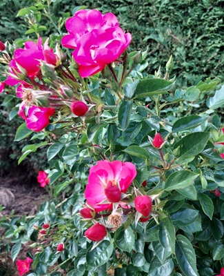 Small Image