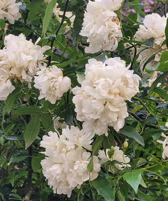 Image of Banksia Rose