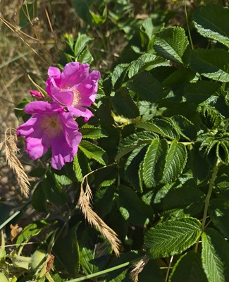 Image of Rugosa Rose