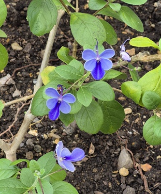 Image of Blue Butterfly Bush