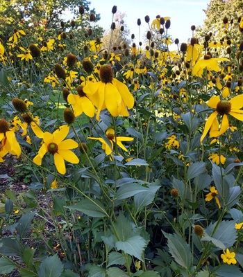 Image of Cutleaf Coneflower