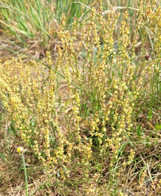 Image of Sheep's Sorrel