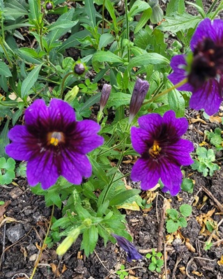 Image of Painted Tongue