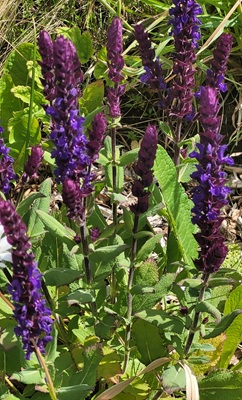 Image of Woodland Sage