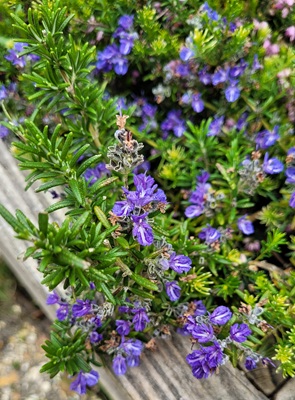 Image of Rosemary