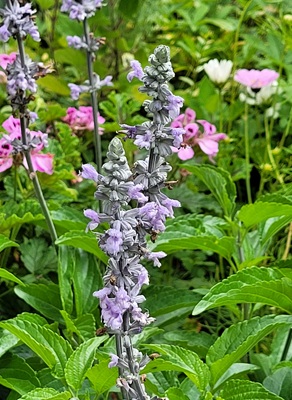 Image of Mealycup Sage
