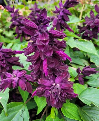 Image of Scarlet Sage