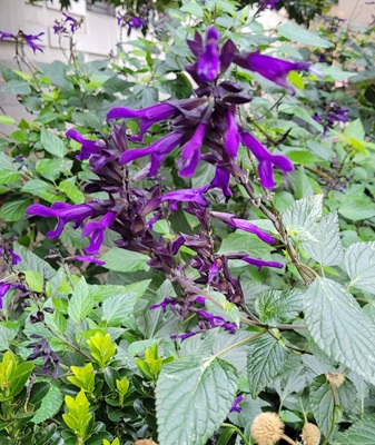 Image of Blue Anise Sage