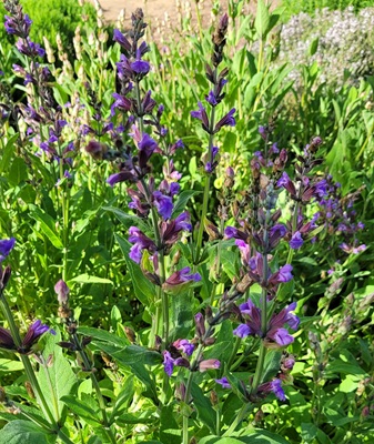 Common Sage