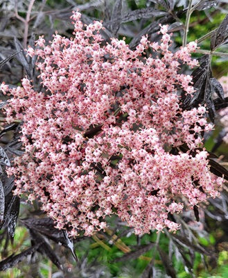 Image of Black Elderberry