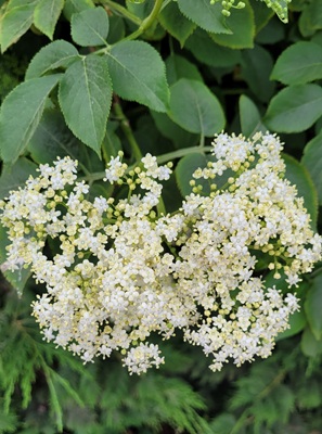 Image of Elder Flower