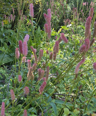 Image of Great Burnet