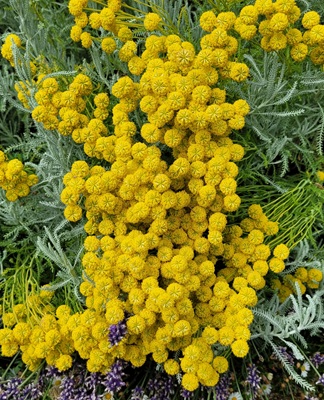 Image of Cotton Lavender