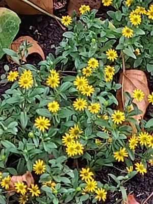 Image of Creeping Zinnia