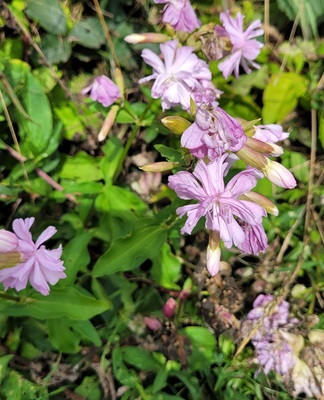 Image of Common Soapwort