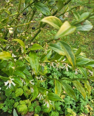 Image of Fragrant Sarcococca