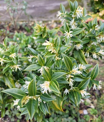 Image of Fragrant Sarcococca