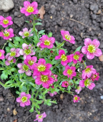 Image of Irish Saxifrage