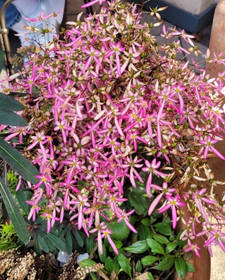 Image of Strawberry Saxifrage