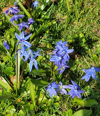 Image of Siberian Squill