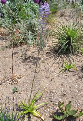Image of Hyacinth Squil
