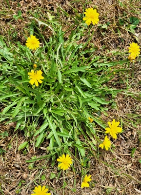 Image of Fall Hawkbit
