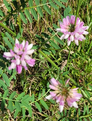 Image of Common Crownvetch