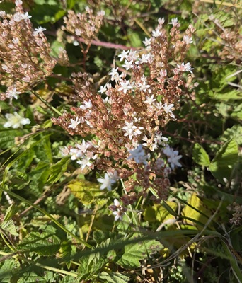 Image of White Stonecrop