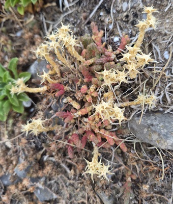 Image of Biting Stonecrop