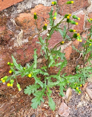 Image of Groundsel