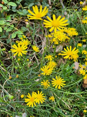 Image of Narrow-leaved Ragwort