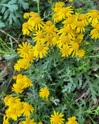 Image of Oxford Ragwort