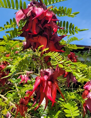 Image of Scarlet Wysteria