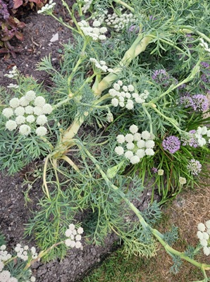 Image of Mediterranean Hartwort