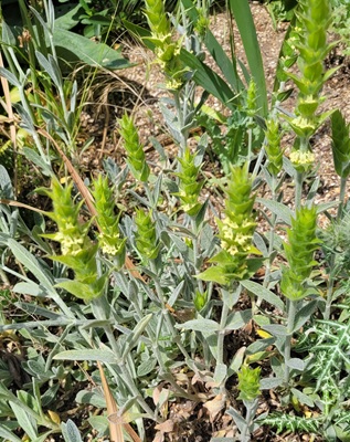 Image of Mountain Tea