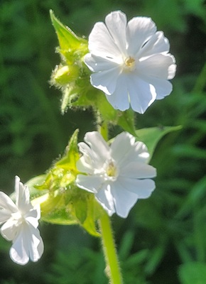 Image of Red Campion