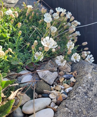 Sea Campion