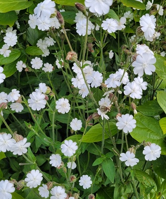 White Campion